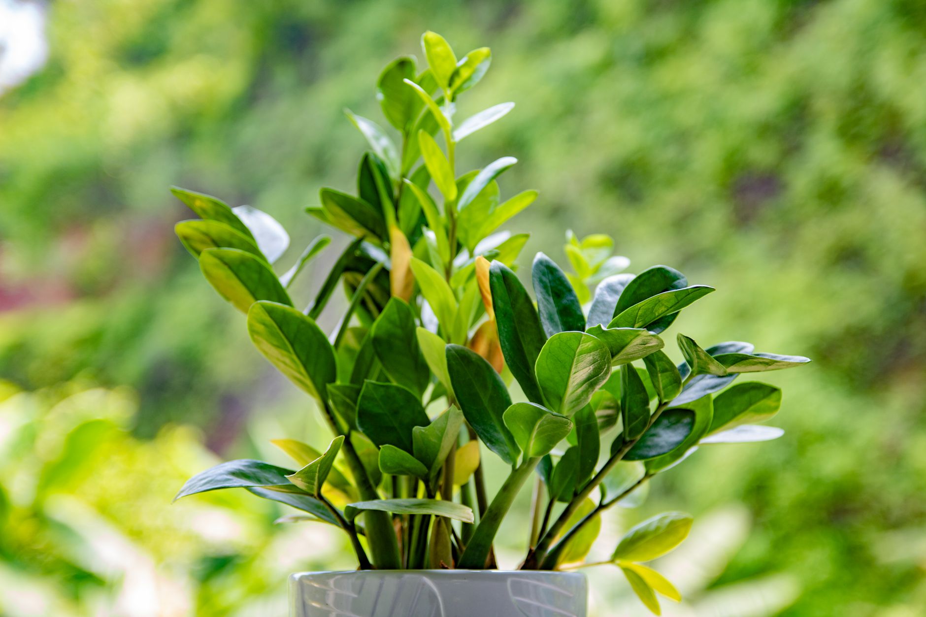 Zamioculcas (ZZ biljka) – Eni Cvjećarnica