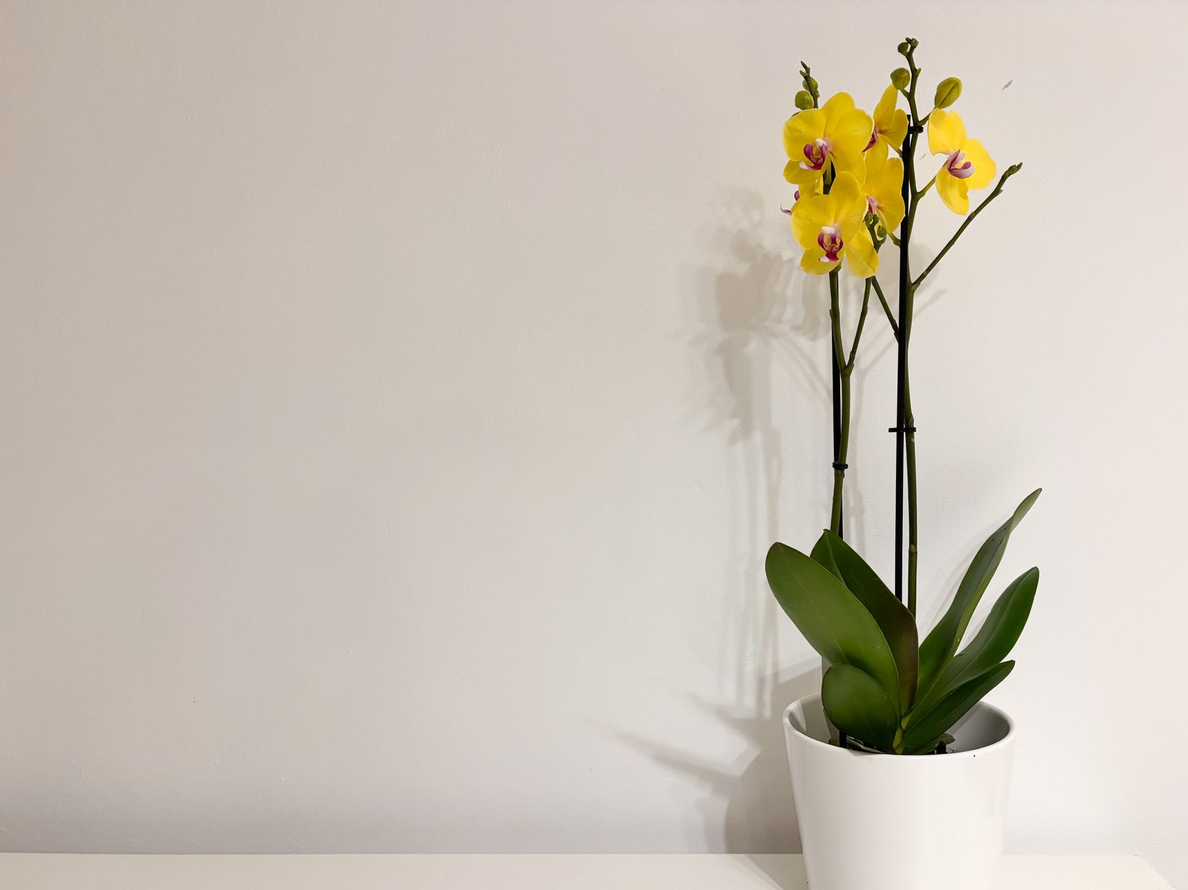 Orhideja Phalaenopsis – Eni Cvjećarnica