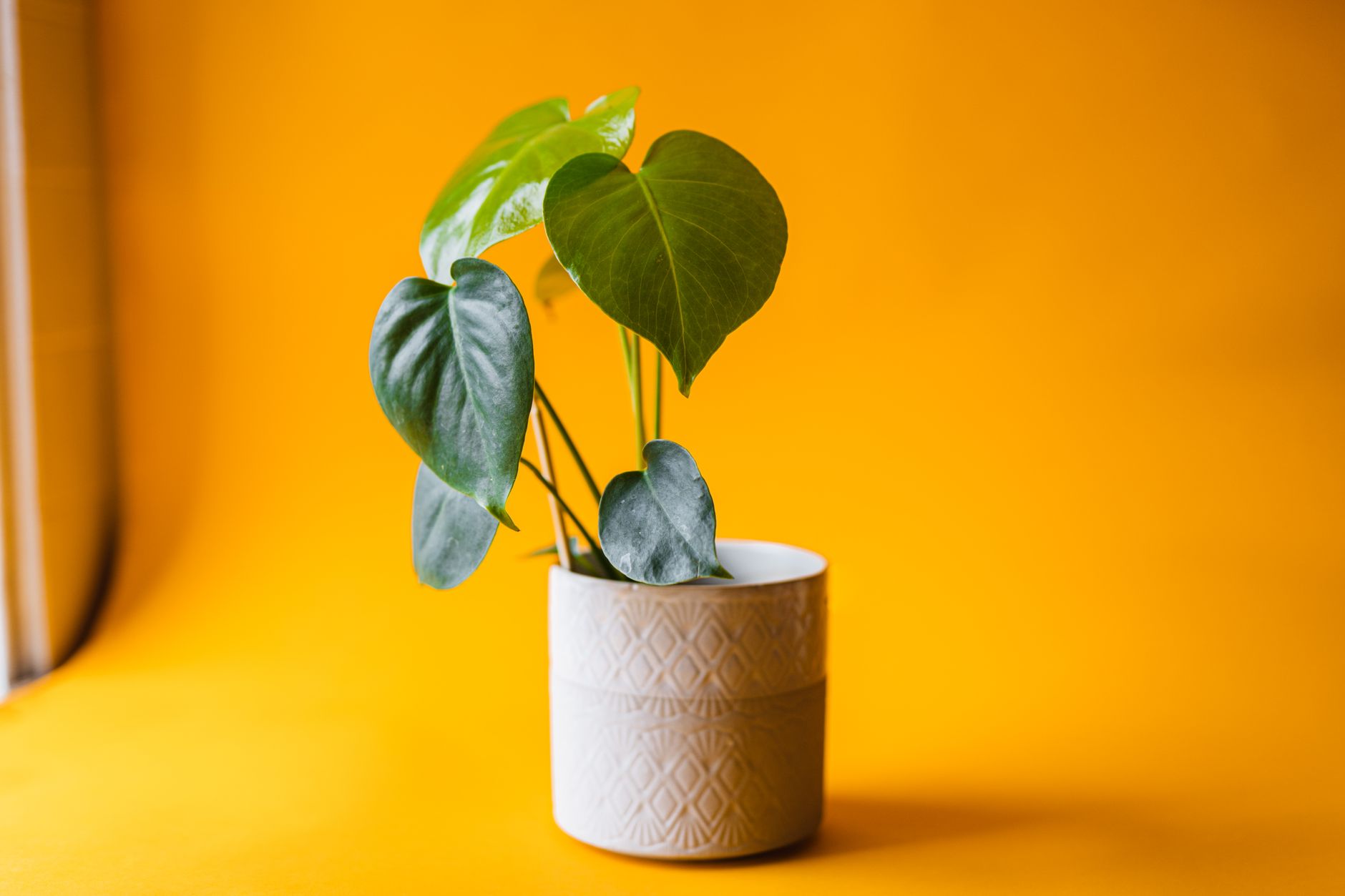 Monstera Deliciosa – Eni Cvjećarnica